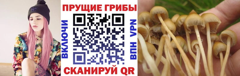Купить  Зверево  Псилоцибиновые грибы мухоморы 